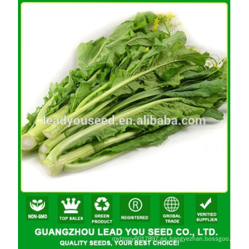 NCS08 Gaochan high yield guangzhou choy sum semillas para agricultura